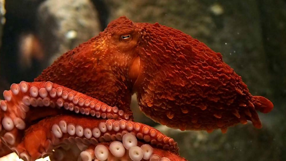 Giant Pacific Octopus